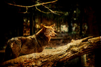 Photo Art Composites