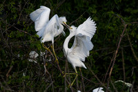 Heron Rookery